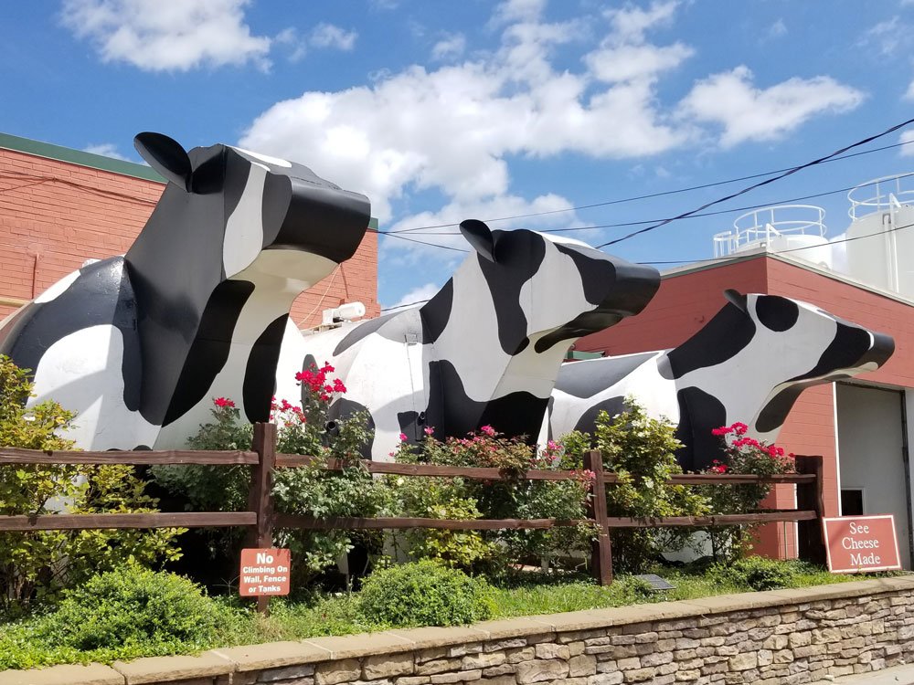 Three large, black and white cow sculptures stand behind a wooden fence in front of a red building, a unique spot among things to do in Ashe County NC.