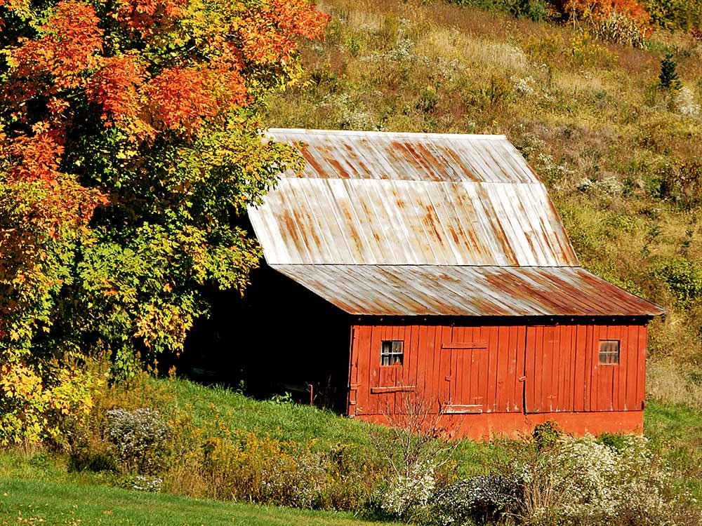 A weathered red barn with a metal roof sits at the edge of a grassy field near an autumn tree, a classic sight among things to do in Ashe County NC.